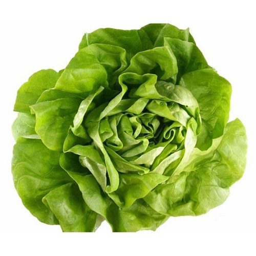 Xà lách mỡ WinEco 300g